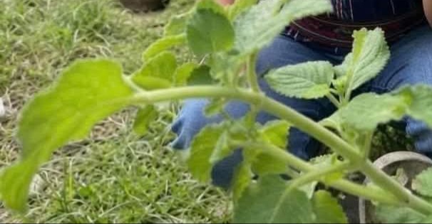 Infusion d'ail, de cannelle et d'origan : une boisson traditionnelle aux herbes Infusion d'ail, de cannelle et d'origan : une boisson traditionnelle aux herbes